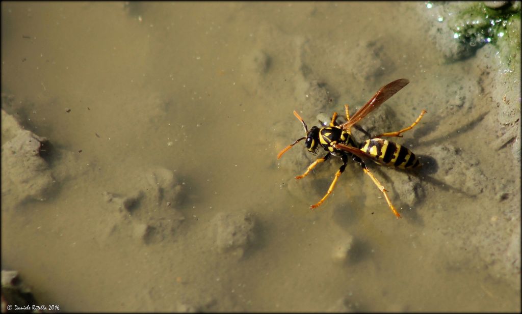 Polistes dominula